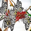 Jouer à Spotted butterflies slide puzzle