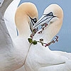 Jouer à Two lovely birds slide puzzle