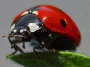 Jouer à Beetles jigsaw