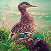 Jouer à Blue duck family puzzle