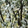 Jouer à Jigsaw: apple tree flowers