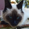 Jouer à Jigsaw: siamese