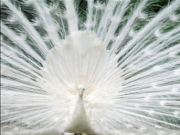 Jouer à Peacock jigsaw