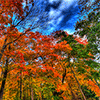 Jouer à Beautiful fall tree jigsaw puzzle