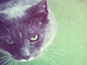 Jouer à Colorful cat jigsaw puzzle