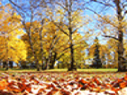 Jouer à Crunchy leaves in fall jigsaw puzzle