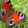 Jouer à Jigsaw: flapping butterfly