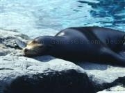 Jouer à Sea lion jigsaw
