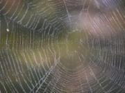 Jouer à Spider web slider
