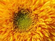 Jouer à Sunflower slider