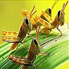 Jouer à Leaf and grasshopper slide puzzle