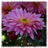 Jouer à Jigsaw: beautiful flowers