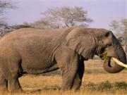 Jouer à Big elephant jigsaw