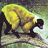 Jouer à Ugly lemur puzzle