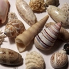 Jouer à Jigsaw: seashells