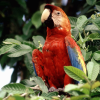 Jouer à Bird jigsaw