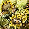 Jouer à Birds and sunflowers slide puzzle