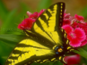 Jouer à Butterfly jigsaw