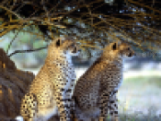 Jouer à Leopard jigsaw