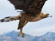 Jouer à King of the sky