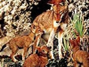 Jouer à Wolves in the woods slide puzzle