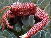 Jouer à Speckled fish slide puzzle