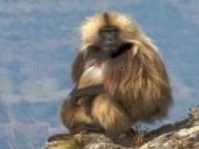 Jouer à Baboons jigsaw