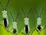 Jouer à Crazy grasshoppers slide puzzle
