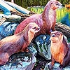 Jouer à Tired three seals slide puzzle