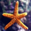 Jouer à Jigsaw: star fish