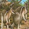 Jouer à Coward kangaroos slide puzzle