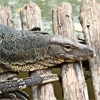 Jouer à Water monitor