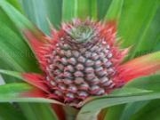 Jouer à Pineapple slider