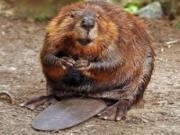 Jouer à Beavers jigsaw