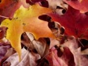 Jouer à Autumn leaves slider