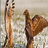 Jouer à Quarrelsome birds puzzle