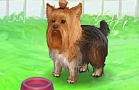 Jouer à Cute yorkie