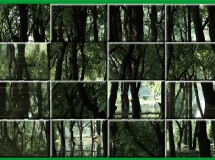 Jouer à Puzzle craze dark forest