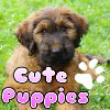 Jouer à Jeu gratuits de bebe chien