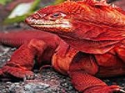 Jouer à Red forest dragon puzzle