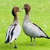 Jouer à Jigsaw: two geese