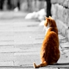 Jouer à Jigsaw: red cat