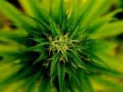 Jouer à Marijuana plant slider