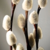 Jouer à Jigsaw: pussy willow