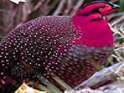 Jouer à Pink crested bird slide puzzle