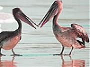 Jouer à Pelicans at the beach slide puzzle