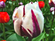 Jouer à Tulip flower jigsaw puzzle