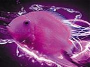 Jouer à Tropical sea fish slide puzzle