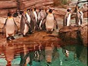 Jouer à Penguins in the zoo slide puzzle