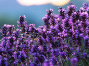 Jouer à Field of flowers